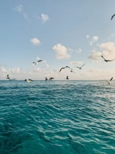 A serene view of seagulls flying over the turquoise waters of Isla Mujeres, Mexico under a blue sky.