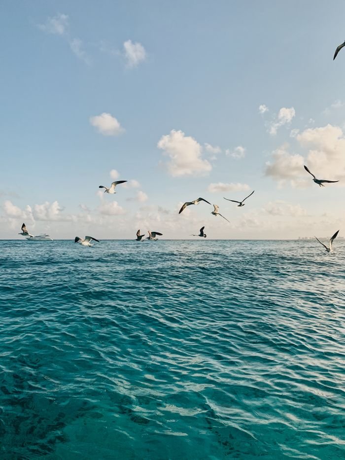 A serene view of seagulls flying over the turquoise waters of Isla Mujeres, Mexico under a blue sky.