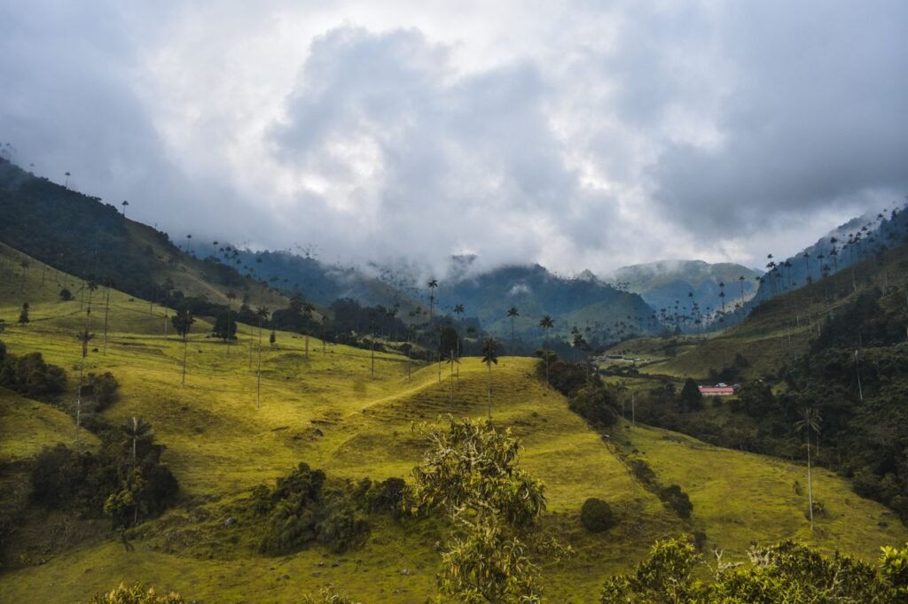 Discover the lush valleys and iconic palm trees of Valle de Cocora, Colombia, enveloped in mystic clouds., Quindío