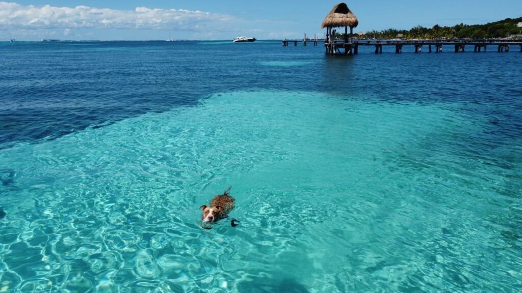 A dog swims in clear turquoise waters near a tropical pier on Isla Mujeres, Mexico., Cartagena