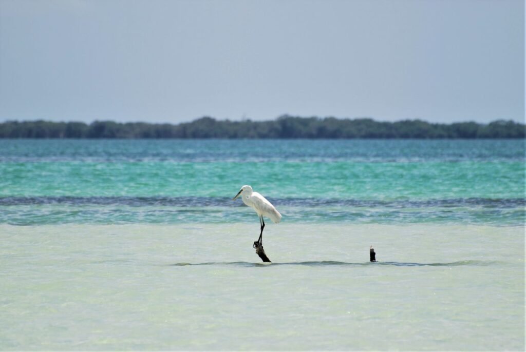 A solitary egret perched on driftwood in the clear waters of Isla Holbox, Mexico., Islas de Rosario