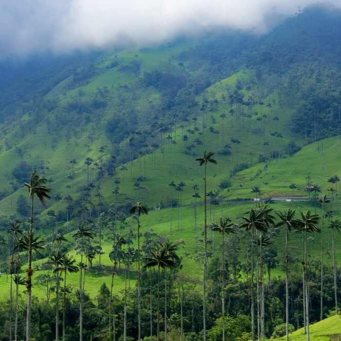 Landscape of hills covered in wax palm trees in Cocora Valley near Salento, Colombia